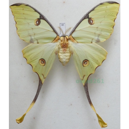 Argema mimosae (Boisduval 1847) female ex. pupa Kenya 111mm60